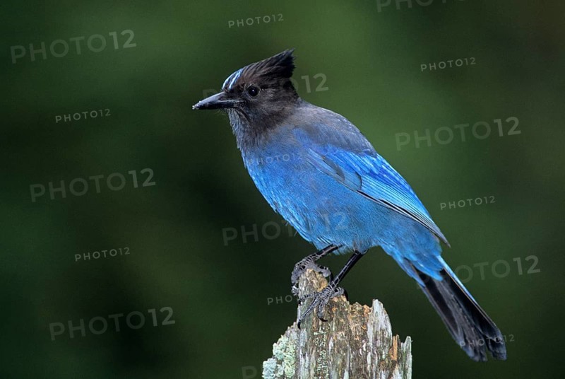 Steller's jay