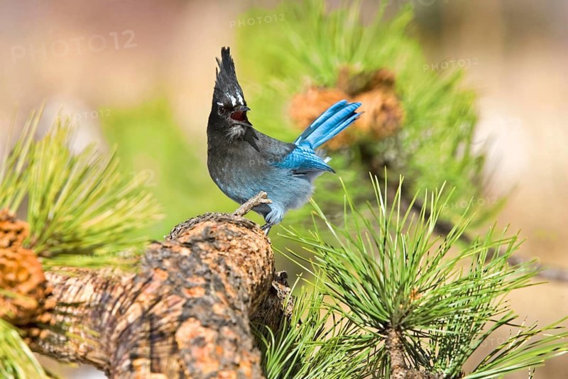 Steller's Jay