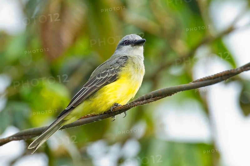 Tropical tropical kingbird