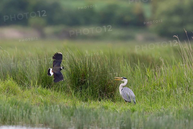 Northern Lapwing