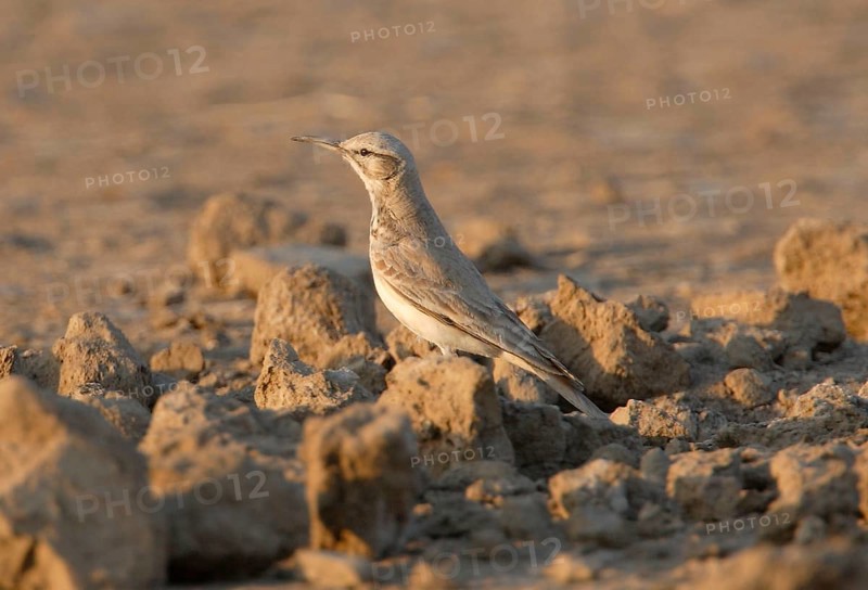 Hoopoe Lark