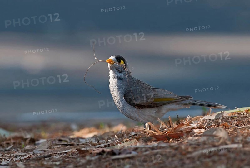 White-fronted Miner
