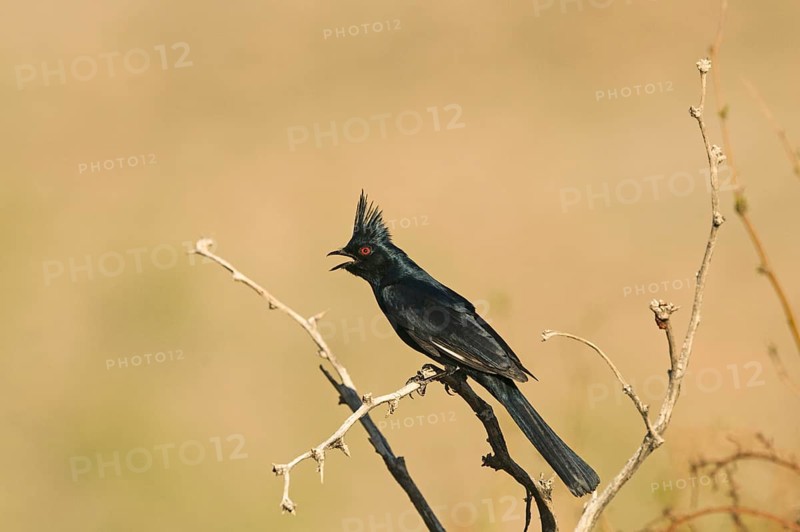 Pied Flycatcher