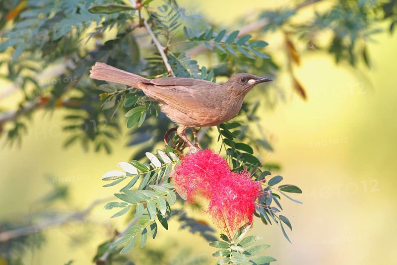 White-gilled honeyeater
