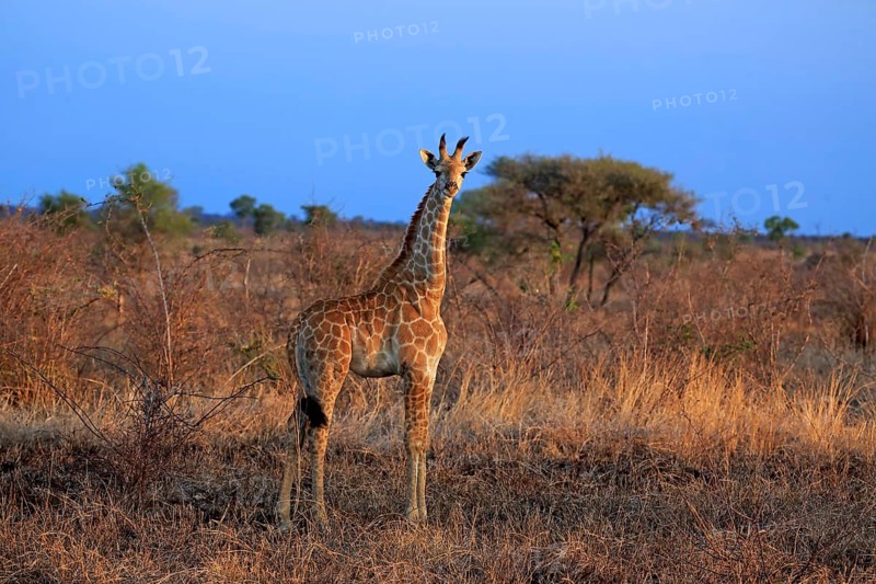 Cape Giraffe