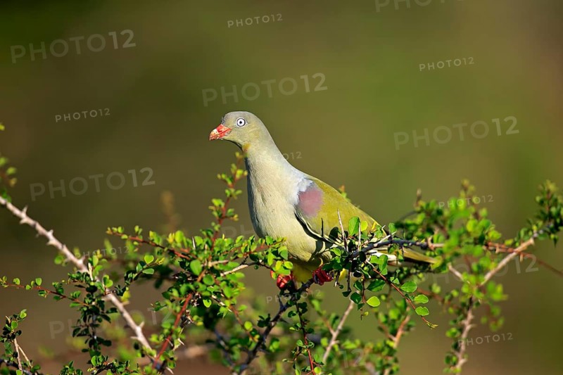 African Green Pigeon