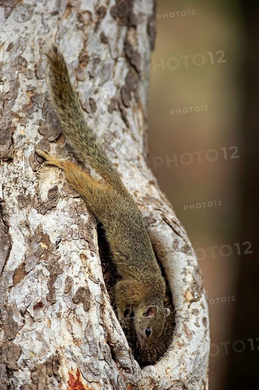 Tree Squirrel