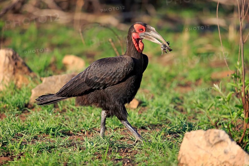 Southern Ground Hornbill