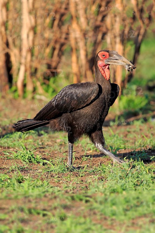 Southern Ground Hornbill