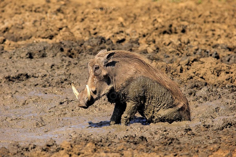 Warthog