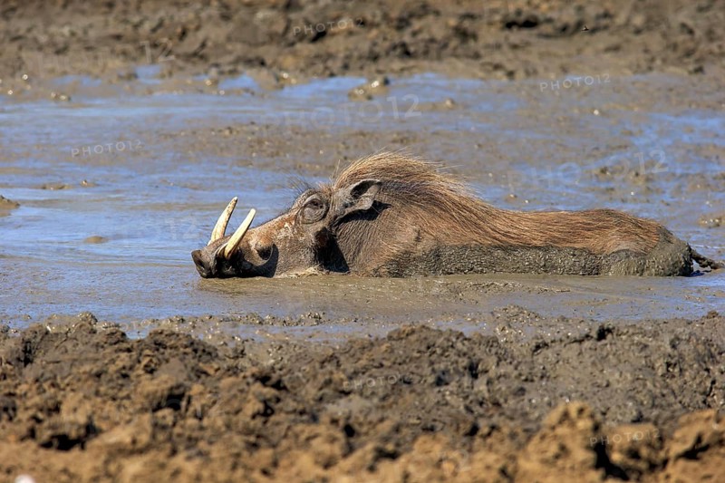Warthog