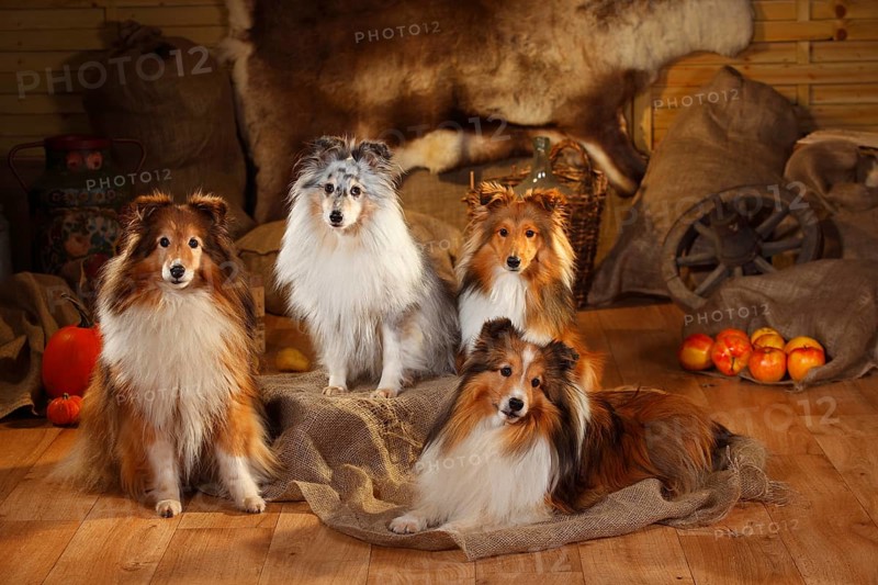 Sheltie