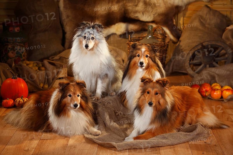 Sheltie