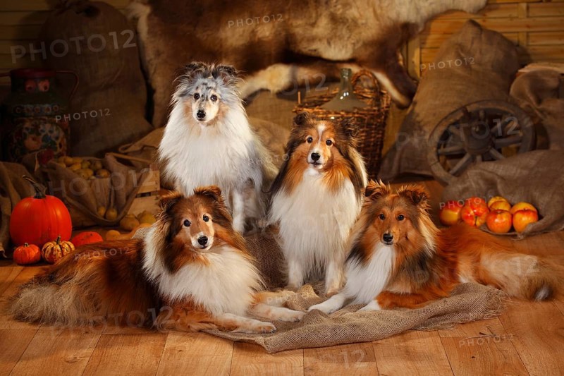 Sheltie
