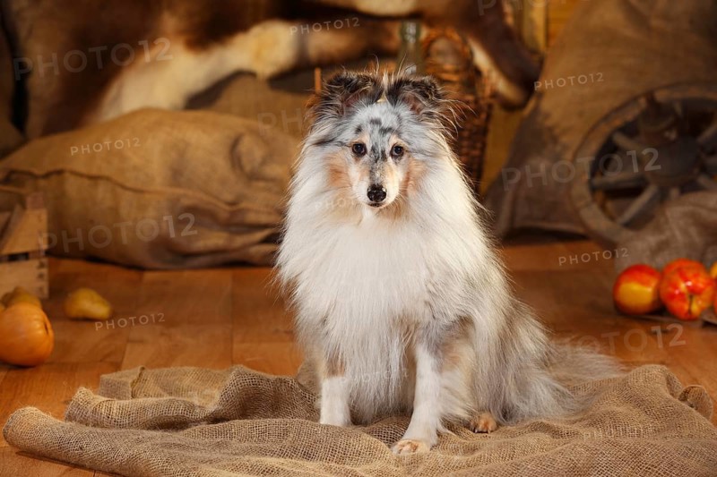 Sheltie