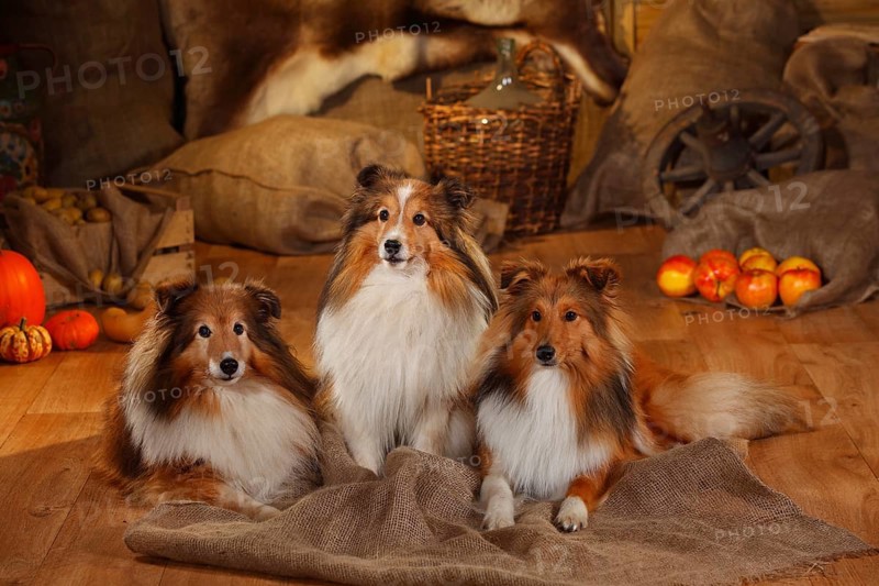 Shelties