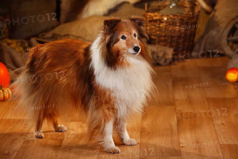 Sheltie