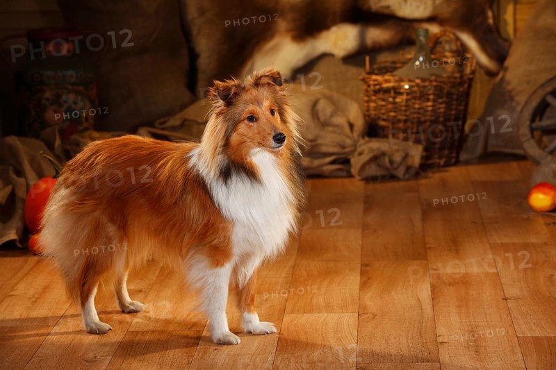 Sheltie