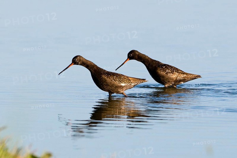 Spotted redshank
