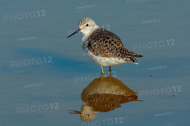 Marsh Sandpiper