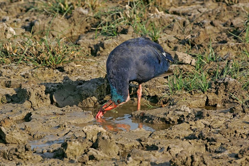 Purple Partridge