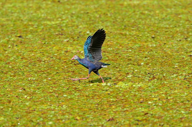 Purple Swamphen