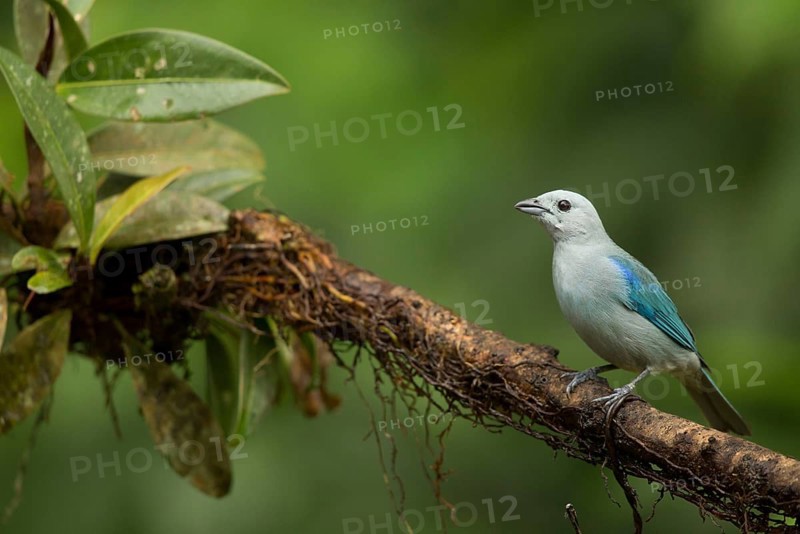 Blue-grey Tanager