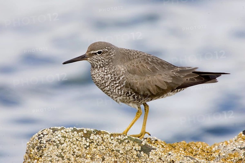 Wandering Tattler