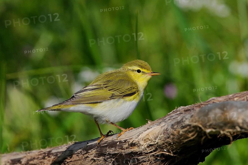 Wood Warbler