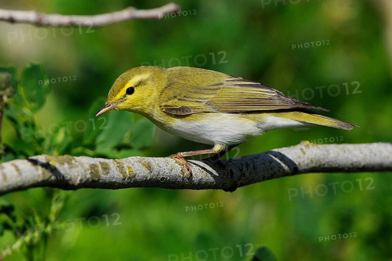 Wood Warbler