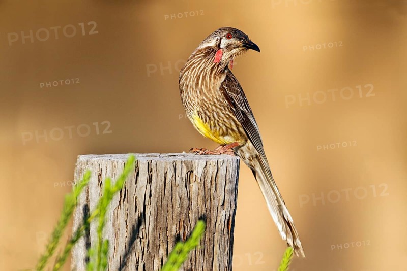Red Wattlebird