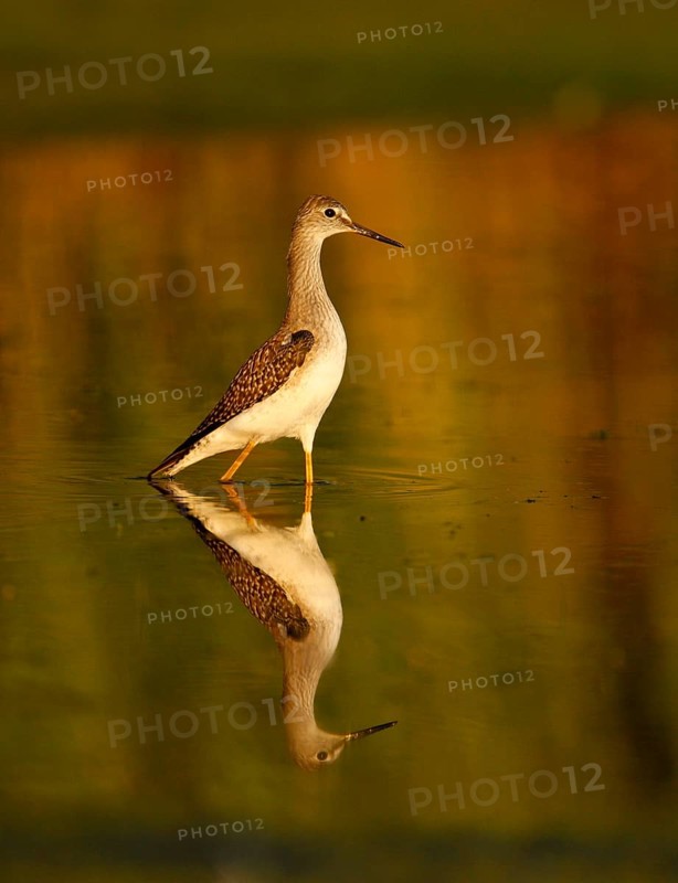 Lesser yellowleg