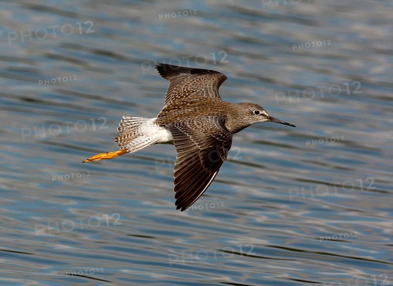 Lesser yellowleg