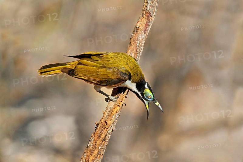 Blue-faced honeyeater