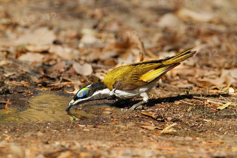 Blue-faced honeyeater