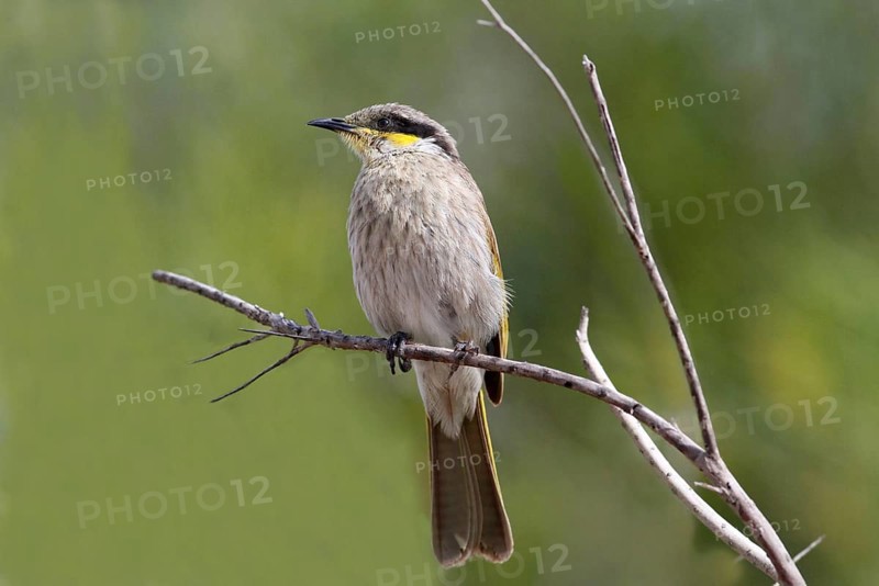 Singing honeyeater
