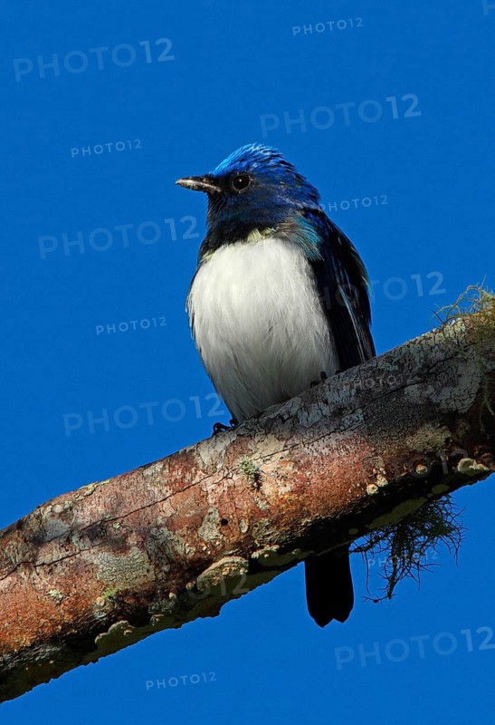 Blue-and-white Flycatcher
