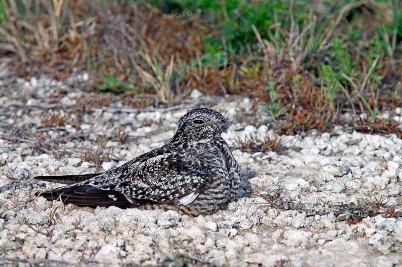 Antillean nighthawk