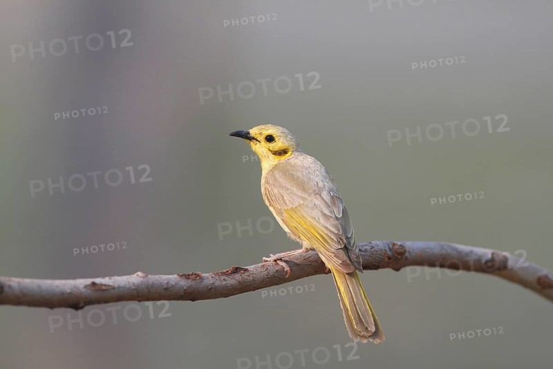 Yellow honeyeater