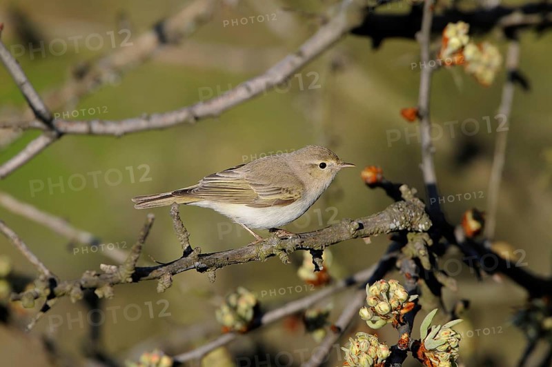 Eastern Bonelli's Warbler