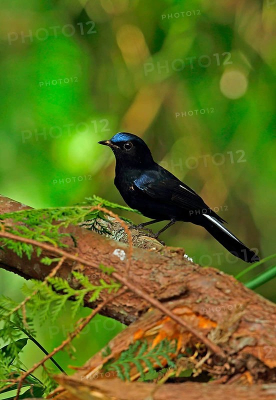 White-tailed Robin Chat