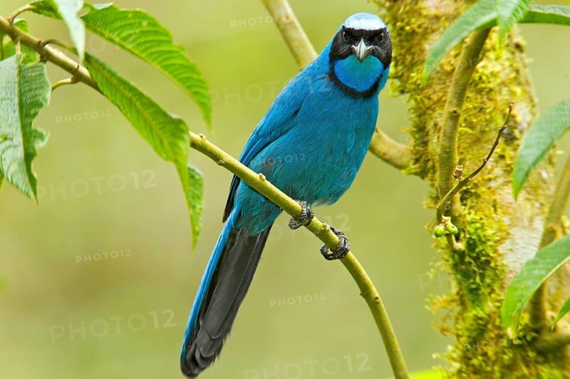 Turquoise Jay