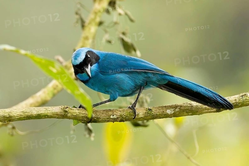 Turquoise Jay