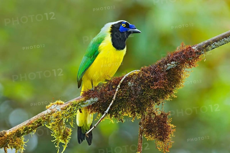 Green jay