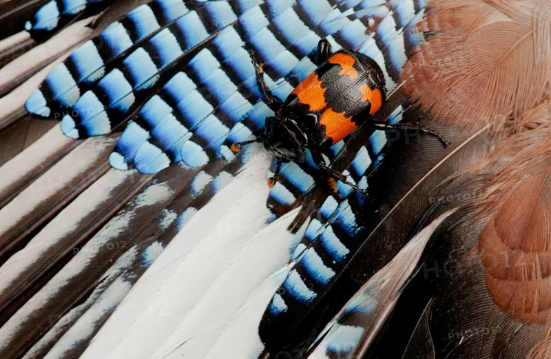Burying Beetle