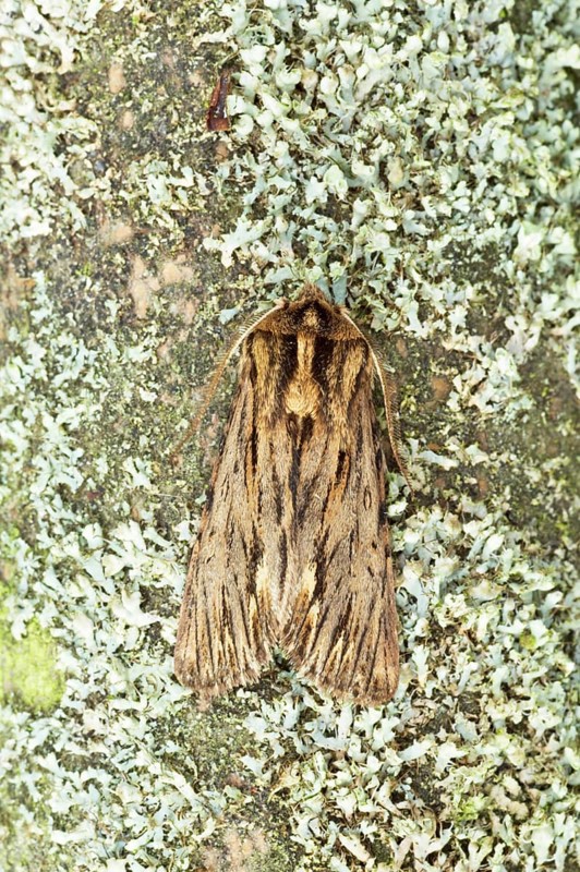 The spreading moth