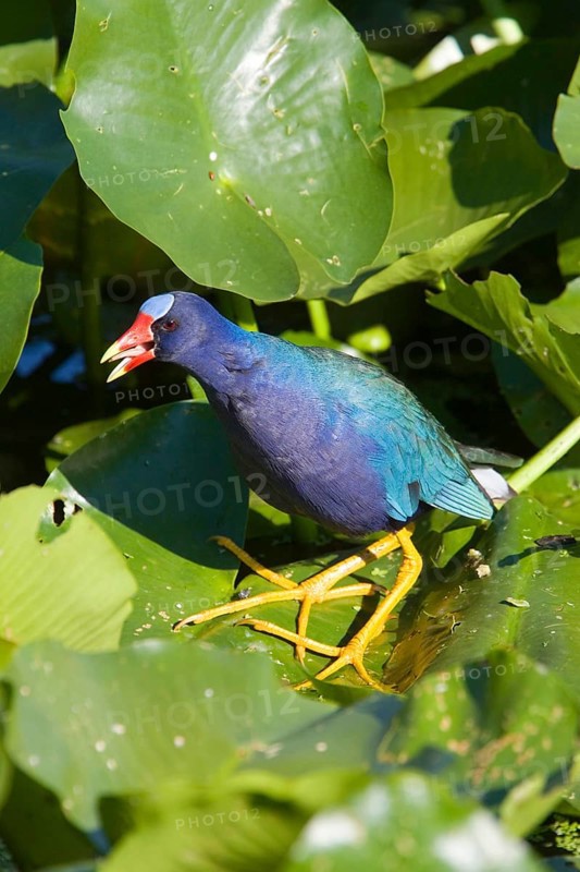 Purple Gallinelle