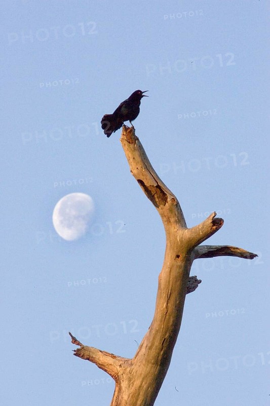 Boat tailed grackle