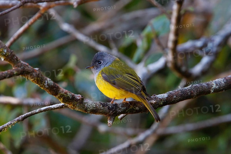 Grey-headed flycatcher