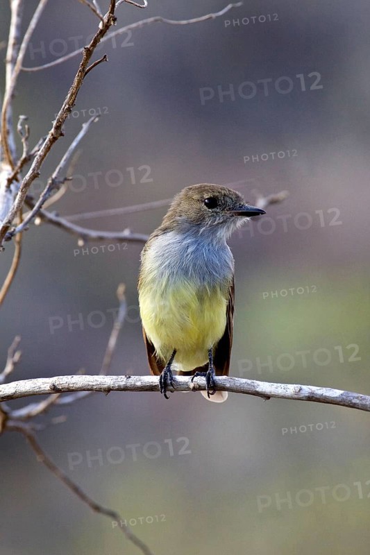 Galapagos Flycatcher